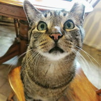 ashley-moreno 頭像