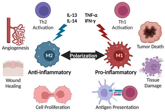 細胞因子風暴：機制、研究與體外模型構建策略_CRS