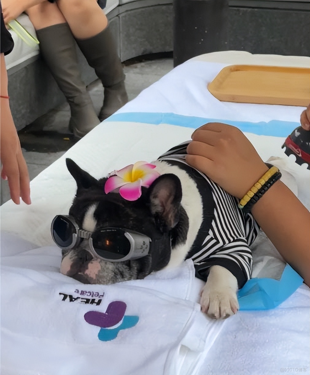 “打工人”追夢生活，寵物先行——從上海高端寵物健身房看消費升級！_寵物_03