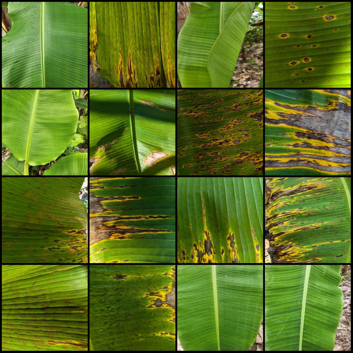 香蕉葉子病害識別分割數據集labelme格式904張3類別_json數據_03