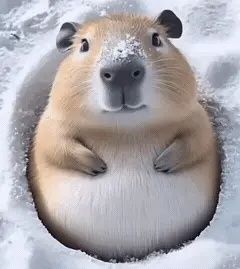 在這裏插入圖片描述