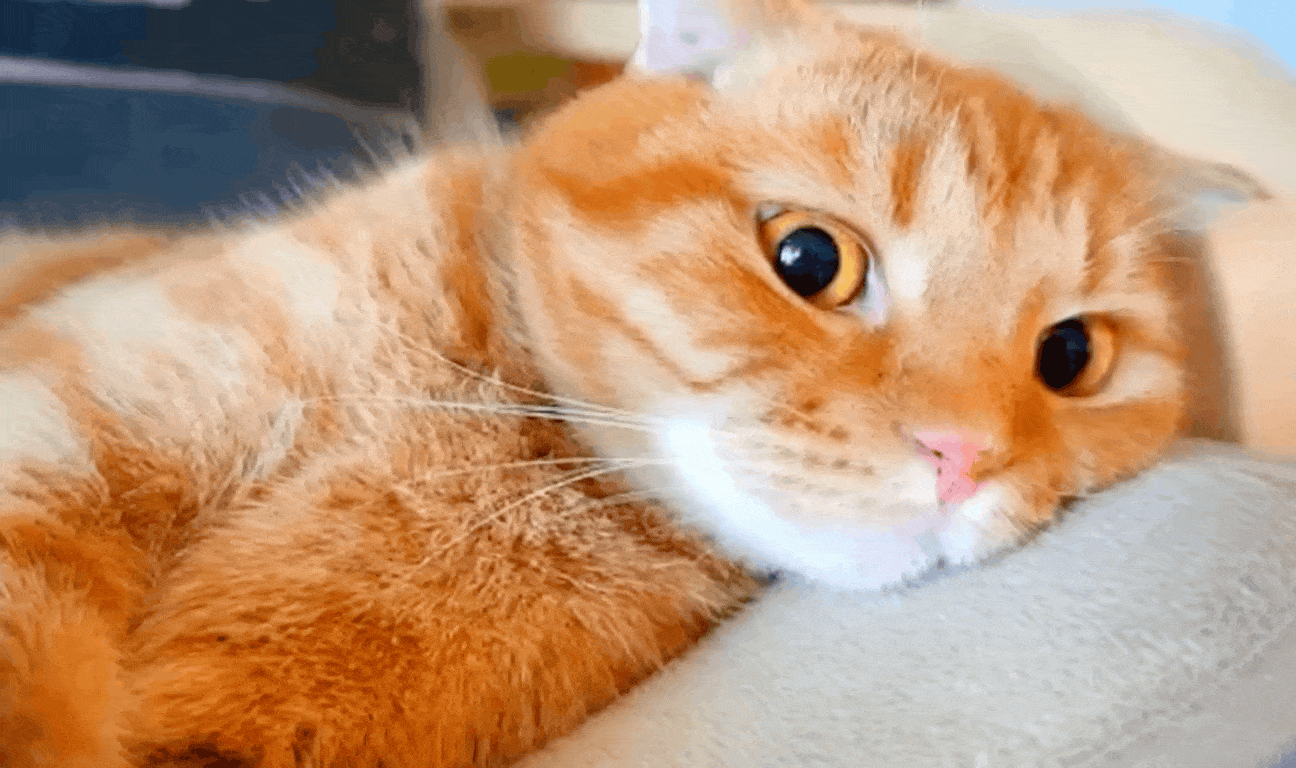 在這裏插入圖片描述