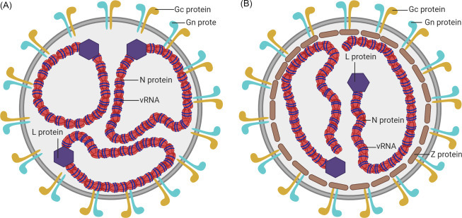 病毒學研究的關鍵工具：重組病毒蛋白的技術解析與應用實踐_His標籤蛋白