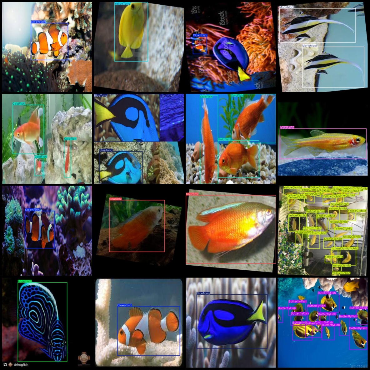 十三種不同魚類檢測數據集VOC+YOLO格式7798張13類別_txt文件_04