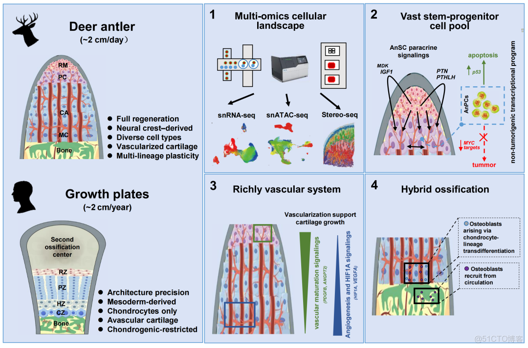 iMeta | 長春科技學院李春義組-多成骨機制協同支撐鹿茸超快速生長_單核_02