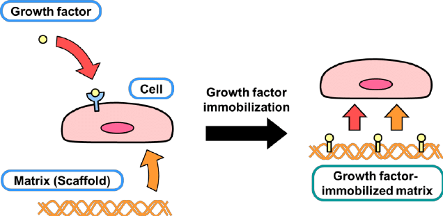 重組生長因子全面解析：從結構功能到科研應用指南_信號轉導