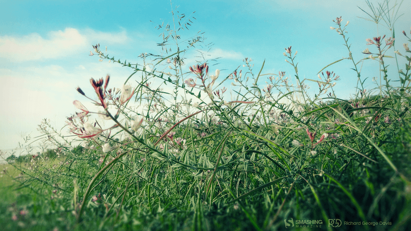 Field Wild Flowers