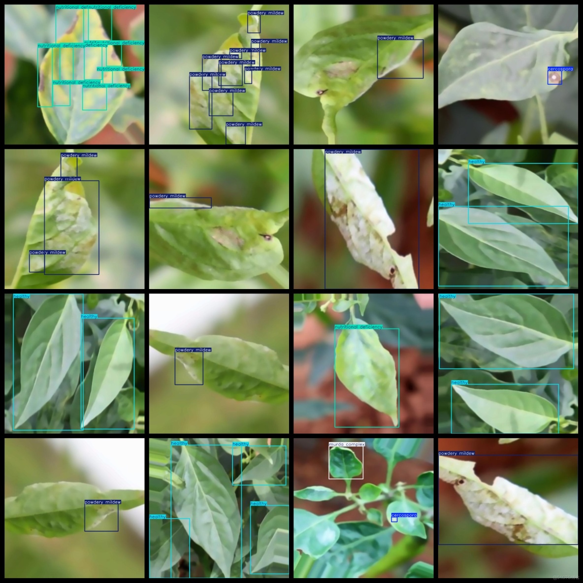 辣椒葉片病害數據集1997張VOC+YOLO格式_txt文件