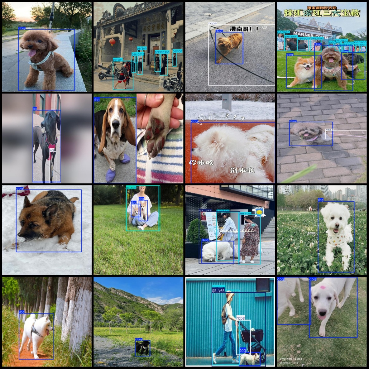 遛狗不牽繩檢測數據集VOC+YOLO格式1980張5類別_txt文件_03