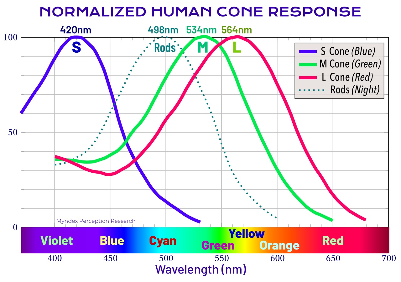 A Graph of normalized human cone response
