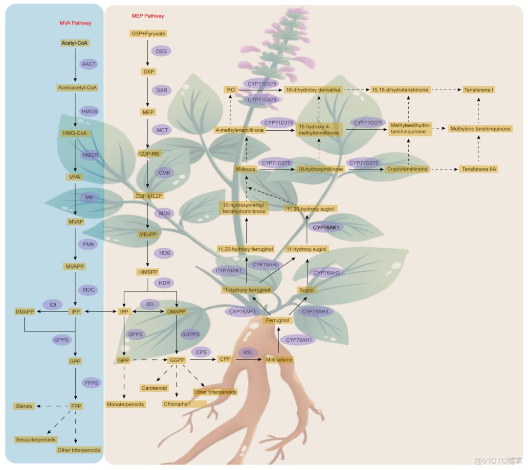 [精讀]Plant J. ||西北農林麻鵬達教授團隊聯合楊子鬆教授：闡述丹蔘中丹蔘酮和酚酸的生物合成及調控機制_ios_09
