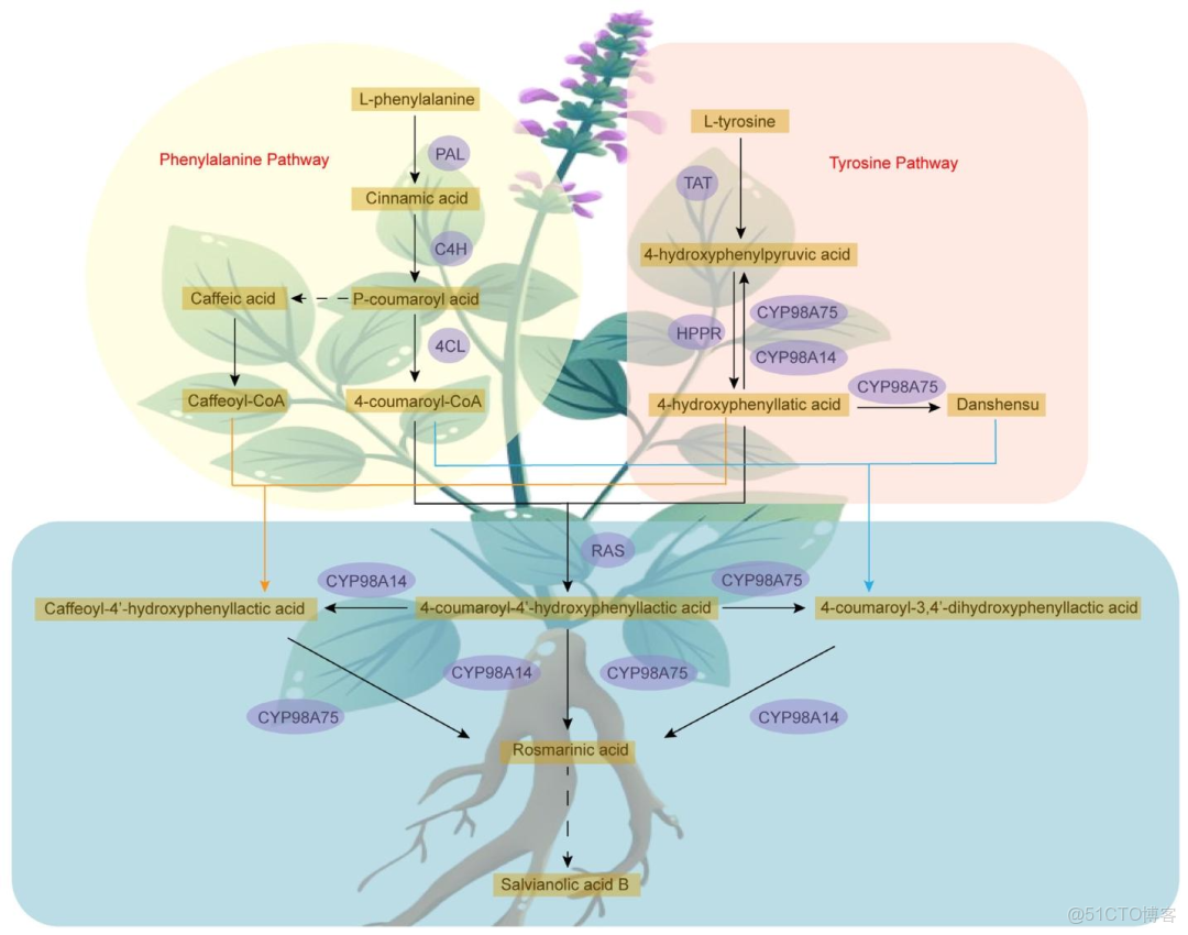 [精讀]Plant J. ||西北農林麻鵬達教授團隊聯合楊子鬆教授：闡述丹蔘中丹蔘酮和酚酸的生物合成及調控機制_ios_05