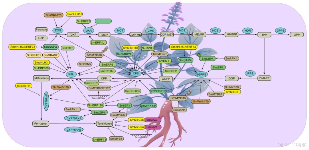 [精讀]Plant J. ||西北農林麻鵬達教授團隊聯合楊子鬆教授：闡述丹蔘中丹蔘酮和酚酸的生物合成及調控機制_理論基礎_12