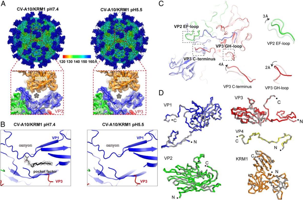 柯薩奇病毒（Coxsackievirus，CV）的分子結構與重組蛋白技術原理解析_Coxsackievirus蛋白結構