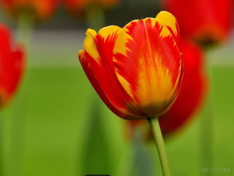 基於pytorch搭建AlexNet神經網絡用於花類識別_#深度學習_08