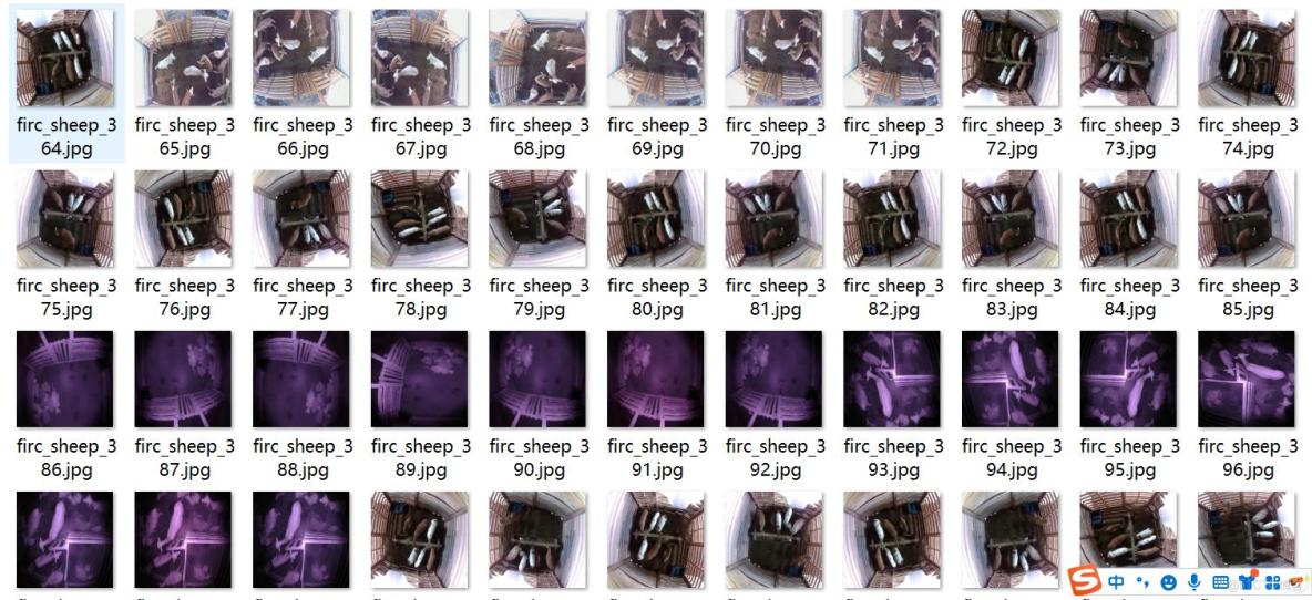 智慧養殖羊圈羊行為識別羊狀態檢測數據集VOC+YOLO格式9652張3類別_xml文件_02