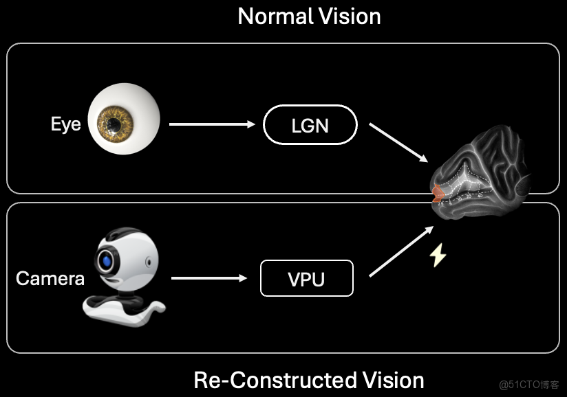 視覺重建新紀元：中國腦機接口首次為世界“添色”_初級視覺