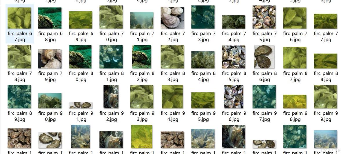牡蠣狀態檢測數據集VOC+YOLO格式1025張3類別_xml文件