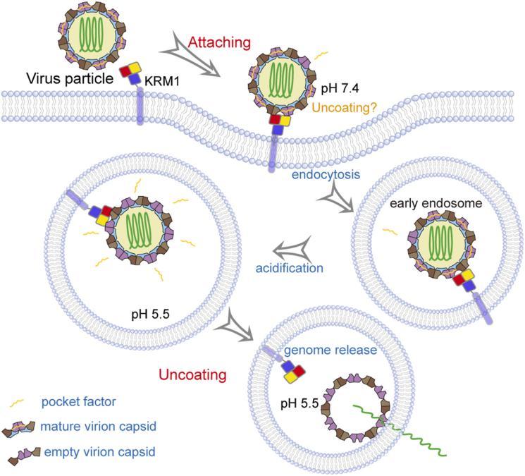 柯薩奇病毒及其重組蛋白：結構、生命週期與科研工具解析_3C蛋白酶