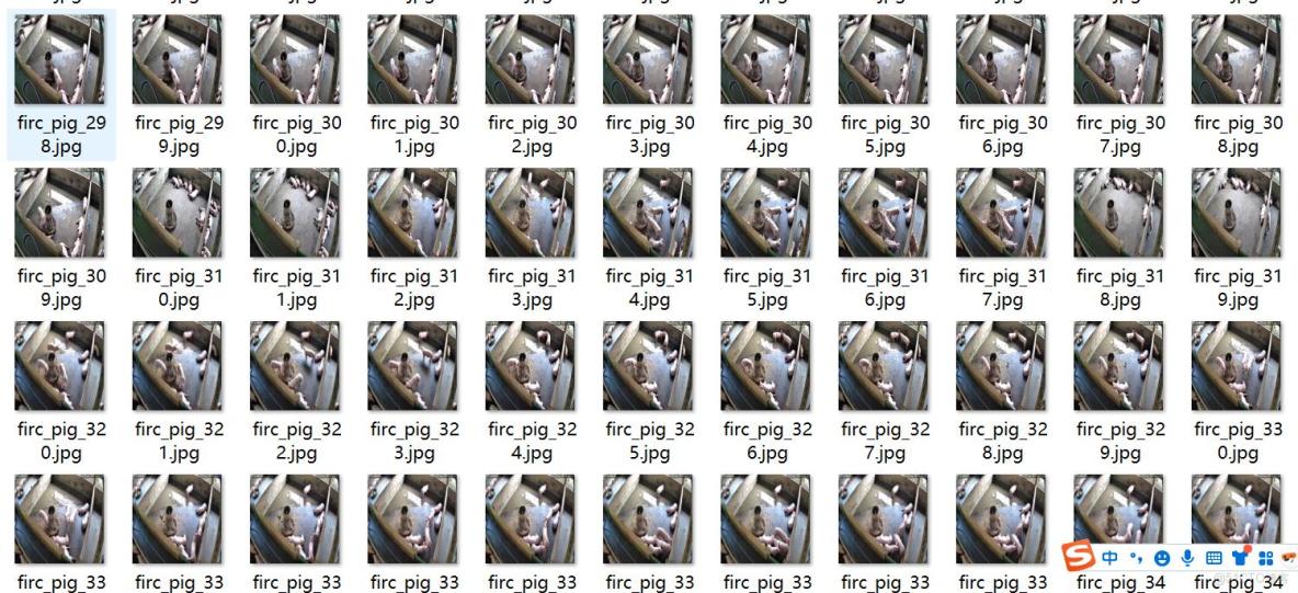 豬圈裏的豬行為識別吃喝喝睡覺站立等行為檢測數據集VOC+YOLO格式630張4類別_txt文件_02