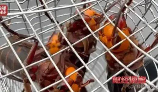 上游6666元教養殖，下游變神藥治百病！殺人蜂騙局兩頭割……_社交媒體_03