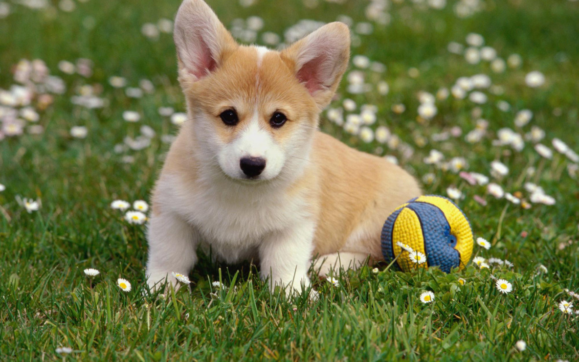 Vue中實現當img圖片加載失敗的時候顯示本地默認圖片_ico