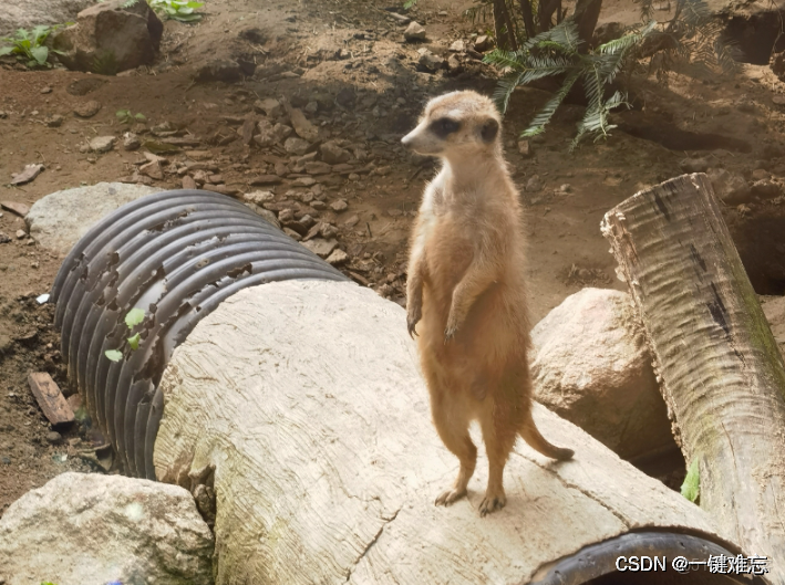 在這裏插入圖片描述