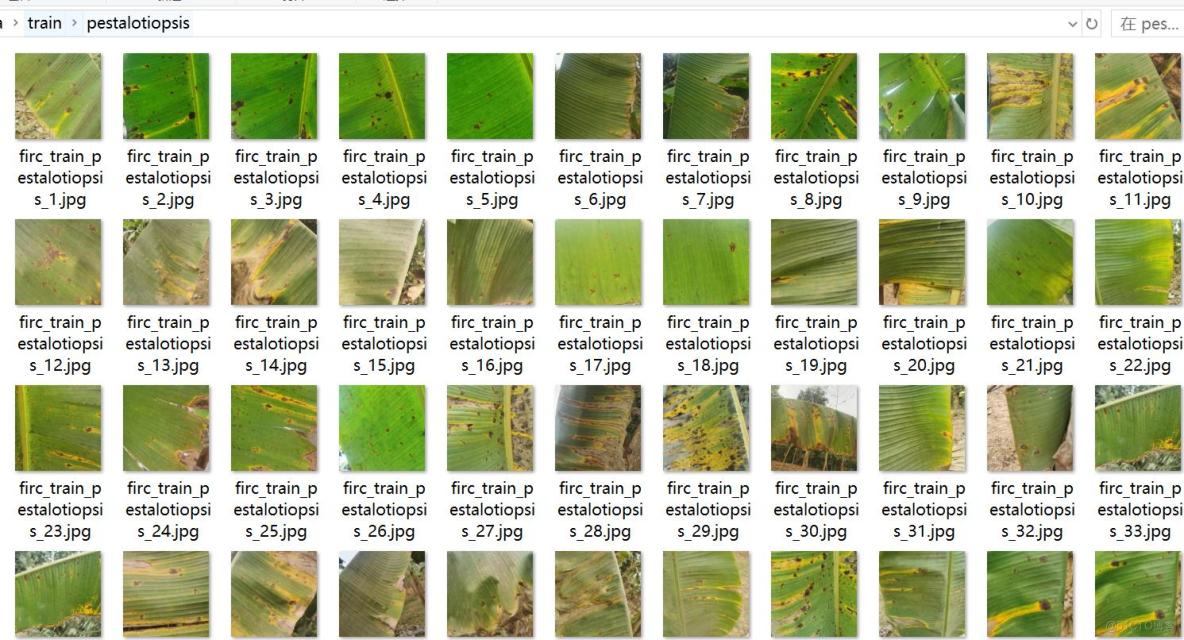 香蕉葉子病害分類數據集898張4類別_目標檢測_03