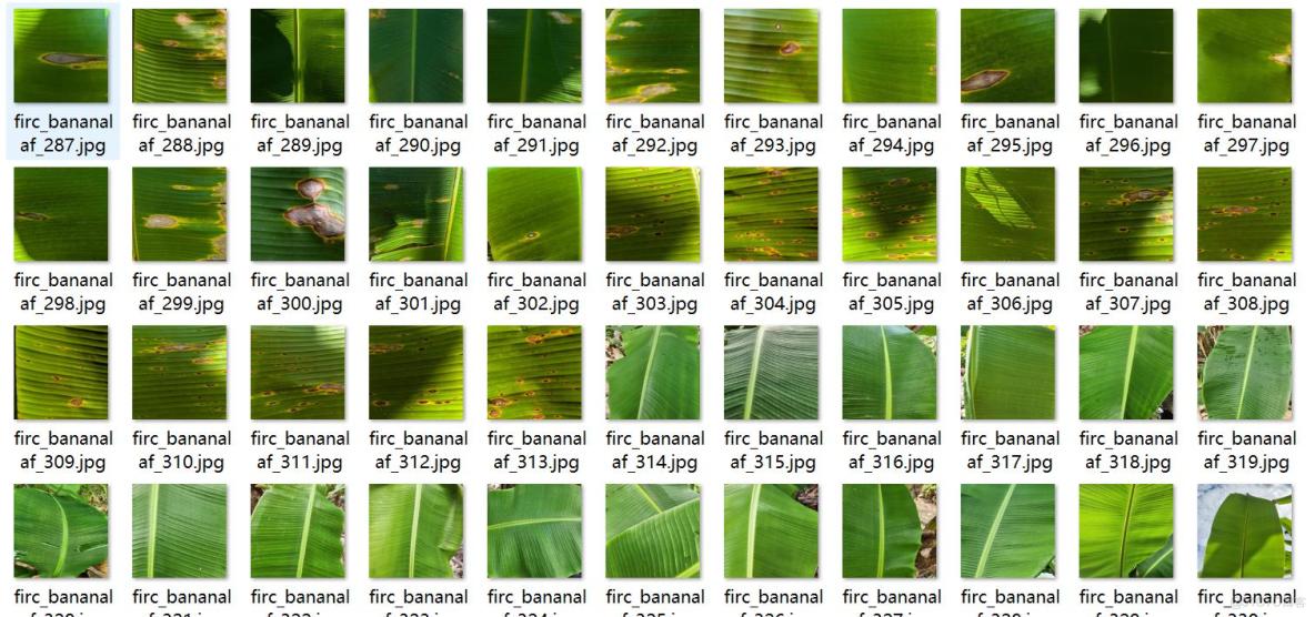 香蕉葉子病害識別分割數據集labelme格式904張3類別_json_02