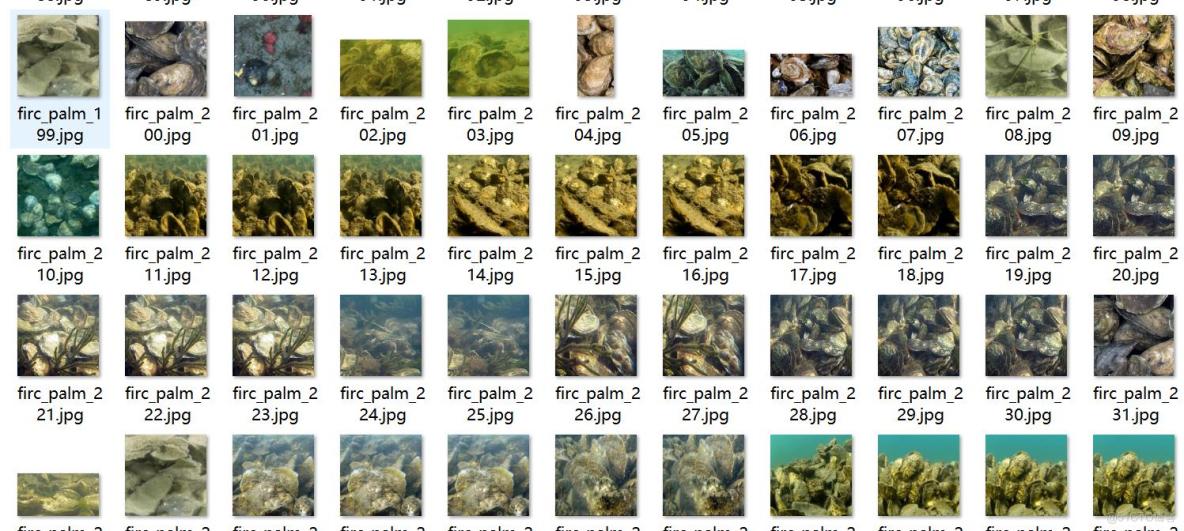 牡蠣狀態檢測數據集VOC+YOLO格式1025張3類別_txt文件_02