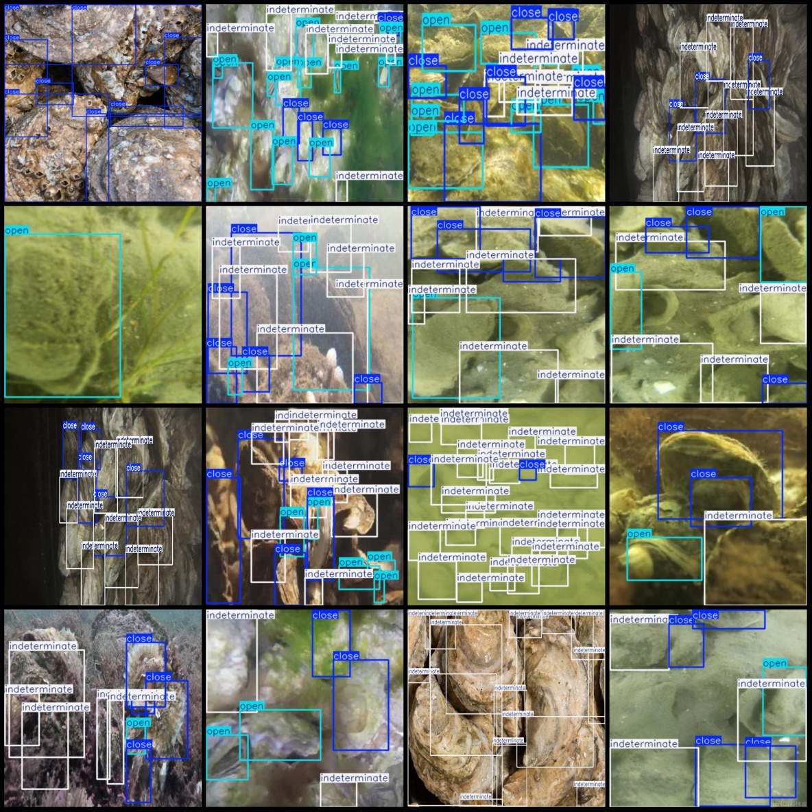 牡蠣狀態檢測數據集VOC+YOLO格式1025張3類別_xml文件_03