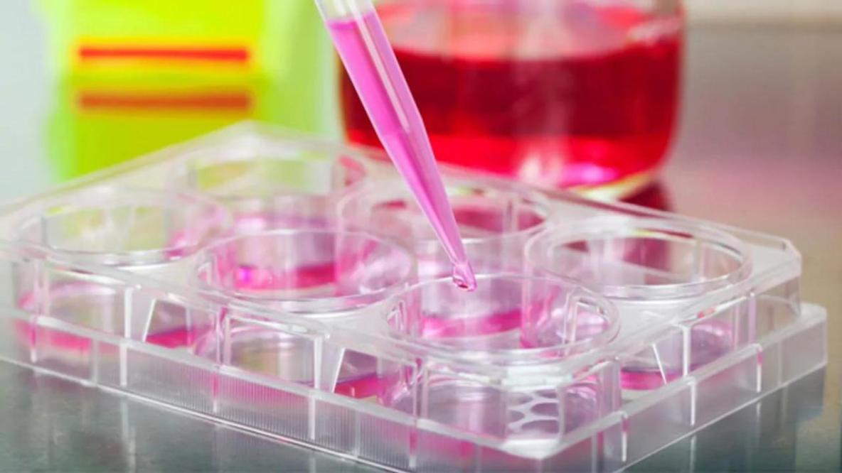 重組蛋白在細胞培養中的應用：功能、選擇與常見問題指南_免疫細胞激活