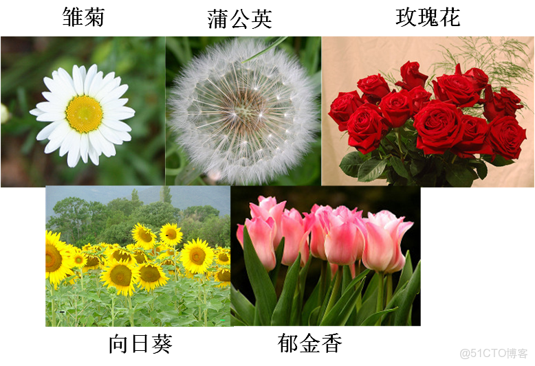 基於pytorch搭建AlexNet神經網絡用於花類識別_#分類