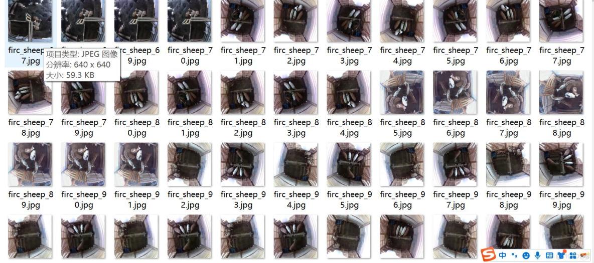 智慧養殖羊圈羊行為識別羊狀態檢測數據集VOC+YOLO格式9652張3類別_txt文件