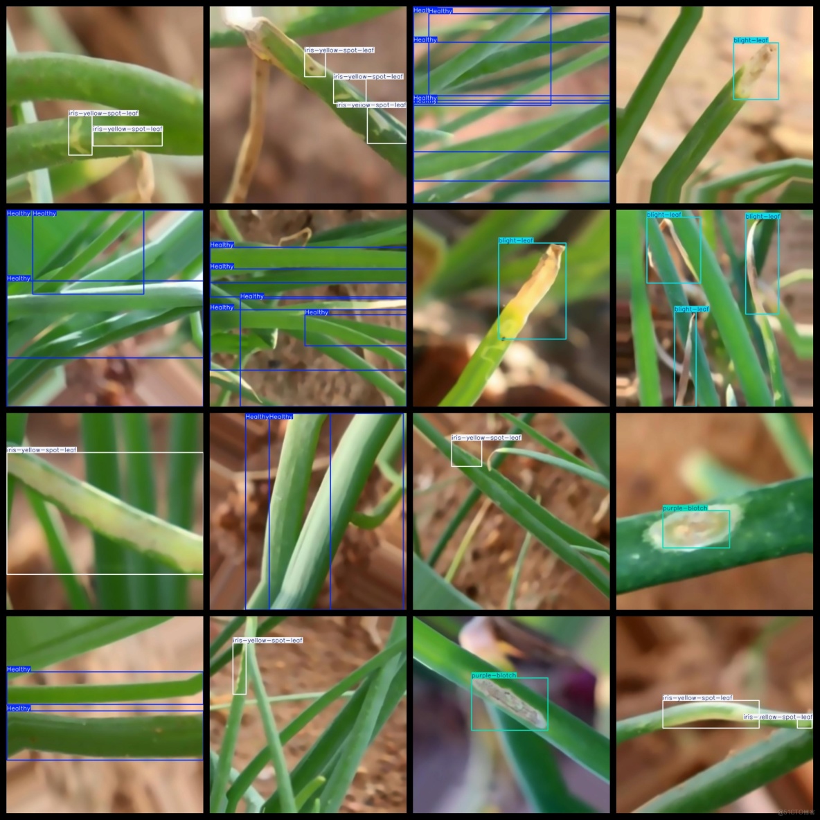 洋葱葉病害數據集2000張VOC+YOLO格式_標籤名