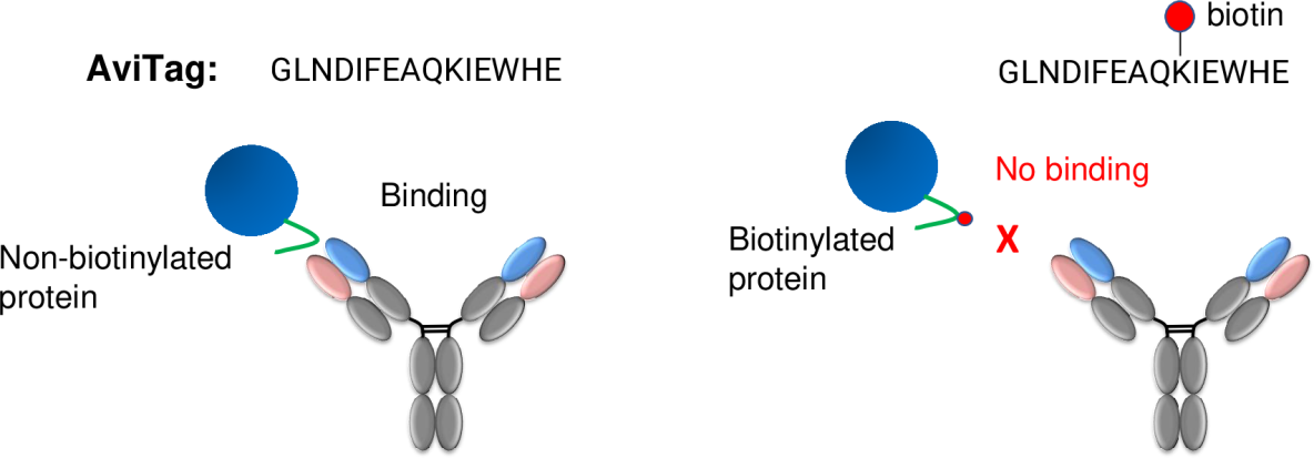 重組蛋白AVI標籤技術詳解：生物素化策略與親和純化應用_生物素化