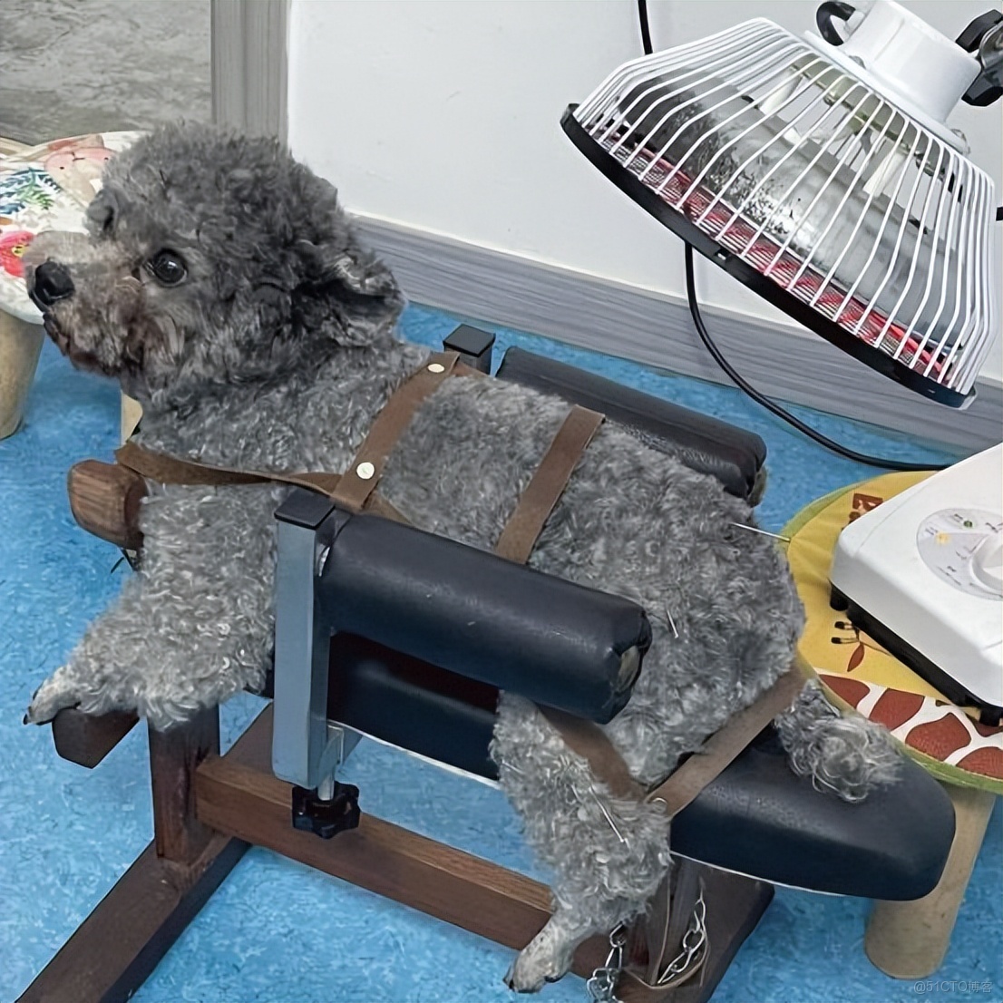 “打工人”追夢生活，寵物先行——從上海高端寵物健身房看消費升級！_寵物_05