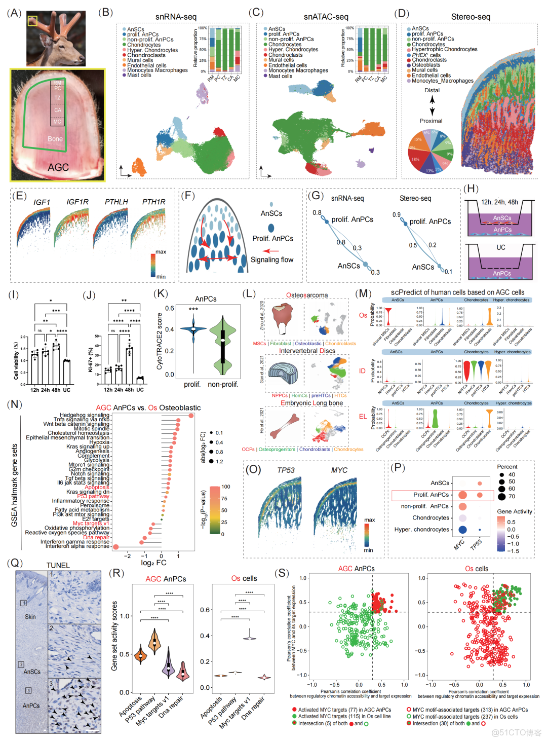 iMeta | 長春科技學院李春義組-多成骨機制協同支撐鹿茸超快速生長_數據_03